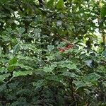Afzelia africana 整株植物