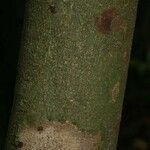 Trymatococcus oligandrus Кора