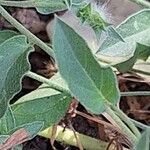 Convolvulus glomeratus Leaf