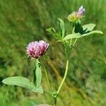 Trifolium wormskioldii Цвят