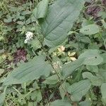 Smilax tamnoidesFeuille