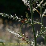 Veratrum nigrum その他の提案
