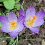 Crocus tommasinianusBloem