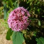 Clerodendrum bungeiBlomst