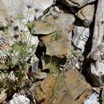 Asperula arvensis Arall