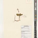Malaxis physuroides Other