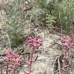 Dudleya lanceolata Žiedas