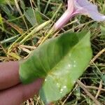 Ipomoea blepharophylla Leaf