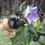Nicandra physalodes Other