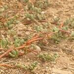 Sesuvium portulacastrum Koor