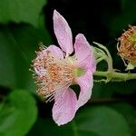 Rubus armeniacus 花