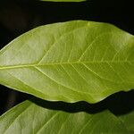 Bunchosia nitida Φύλλο