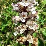 Orobanche crenata Fiore
