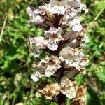 Orobanche crenataFlower