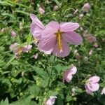 Kosteletzkya pentacarpos Fula
