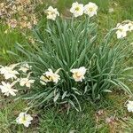 Narcissus × medioluteus Habitat