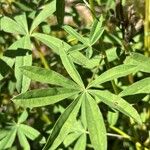 Lupinus argenteus Leaf