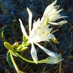 Pancratium maritimum Květ