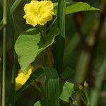 Camonea umbellata Fiore