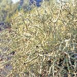Cylindropuntia ramosissima Bark