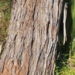 Eucalyptus pilularis Azala