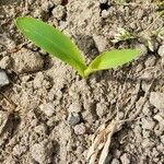 Zea mays Leaf