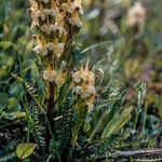 Pedicularis oederi Хабит