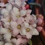 Viburnum × bodnantense Flor