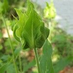 Monarda didyma Ліст