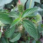 Acalypha alopecuroidea Blatt