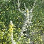 Verbascum boerhavii عادت