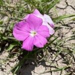 Cycnium tubulosum Flower