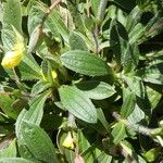 Diatelia tuberaria Likasa