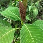 Palicourea guianensis 葉