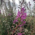 Epilobium angustifoliumFlors