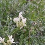 Astragalus angustifolius