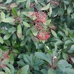 Photinia fraseri 整株植物