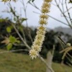 Weinmannia pubescens Flower