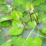 Nymphaea lotus Kwiat