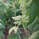 Cyclanthera pedata Blatt