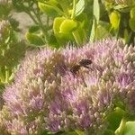 Sedum spectabile Fiore