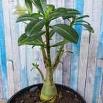 Adenium obesum Foglia