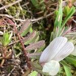 Vicia lutea List