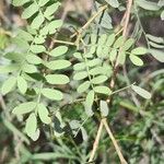 Prosopis cineraria Fuelha