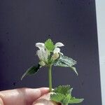 Lamium maculatumFlower