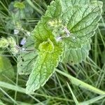 Veronica chamaedrys Leaf