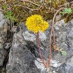 Petrosedum montanum Blüte