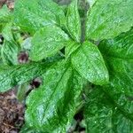 Parietaria officinalis Leaf