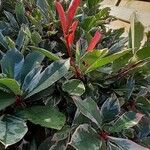 Photinia × fraseri Leaf