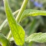 Symphytum caucasicum Folha